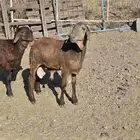 طليان سواكن مع التوصيل