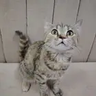 قط للتبني
