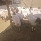حلاق غنم مكينه جزاز صوف غنم مكينه خبره أكثر من عشر أعوام