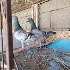 البيع جوزهومر