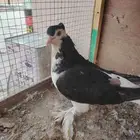 أنثى شيرازي مقنبره