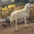 خروف فحل