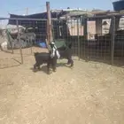 تيسين وجفرتين مغلقات حلوات