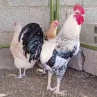 طقم دجاج فرنسي اصيل للبيع