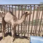 حاشي قعود للبيع العمر 3 اشهر جنوب المدينة المنورة القاحه