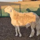 طلي حري رباع