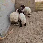 خرفان نعيم