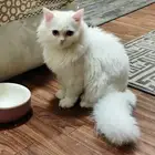 ققط للتبني نظيفه