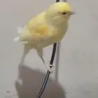 ذكر كناري تغريده نار