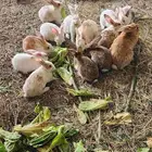 ارانب بلديه وفرنسيه صغار وكبار