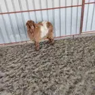 جذعه نعيميه طيبة