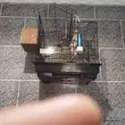 قفص عصافير جديد نظيف