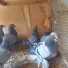 فروخ حمام البيع عاجل وسمح