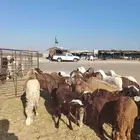 جذاعان ذبايح سواكني تربية شرط