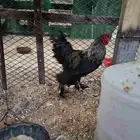 للبيع ديك براهما اسود