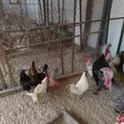 ديوك كبار