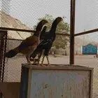 دجاج سندي