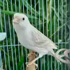 ذكر ساتيني كلاسك