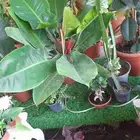 منسق حديق وتركيب جميع شبكات الري العادي والاتمتك