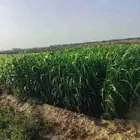 قصب اخضر ممتتاز للبيع حسب الطلب المحزم 5ريال الموقع أبوعريش