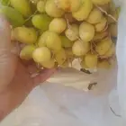 صقعي وخضري