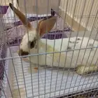 ارنب للبيع نضيف ومافيه ولا أمراض