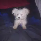 كلب مالتيز صغير للبيع