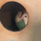 جوز روز