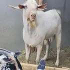تيس فحل بيشي ابرص