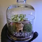 توزيعات هدايا نباتات طبيعية