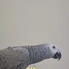كاسكو للبيع