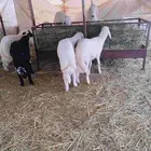 خرفان ذبائح للبيع