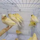 فروخ فرخ كناري سوري الوان حلوه