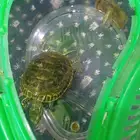 سلحفه اليفه جدا للبيع على السوم