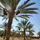ثمر مزرعة للبيع تمر برني