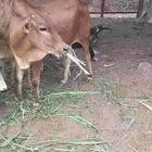 حسيل بلدي 9 شهور يوجد توصيل