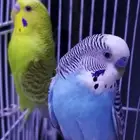 طيور بادجي للبيع