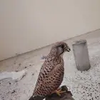 باشق شبوط