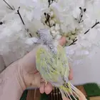 مون شيك صبغه مره بطله(( تم البيع))