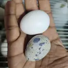 سمان تكساس سلالة أصلية أحجام سوبر سوبر جامبو