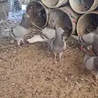 حمام فرنسي سلفر سبر جنبو شرط نتاج عمر صغير الموقع البكيرية