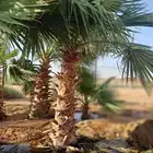 متوفر نخل زينه واشنطني