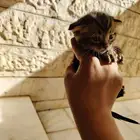 قطط صغيرة للتبني