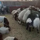 للبيع بهم نعيم مراح واحد طيبات وسليمه شرط العدد 46