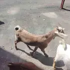 تيوس ذبايح