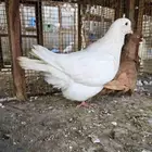 حمام فريش