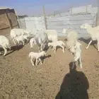 حريات ولد 13تحتها14