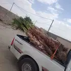 النخيل للبيع