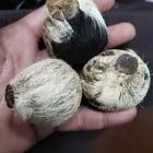 صره مسك الغزال