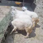 طليان ممتازة